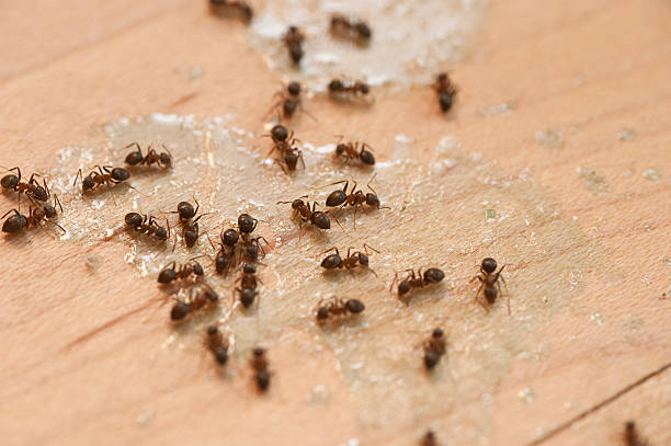 Best Pest Removal Services  in Plant City, FL